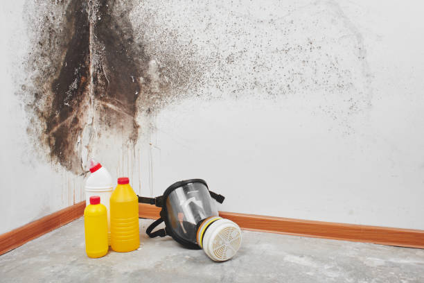 Best Mold Cleaning Services  in Humboldt Hill, CA