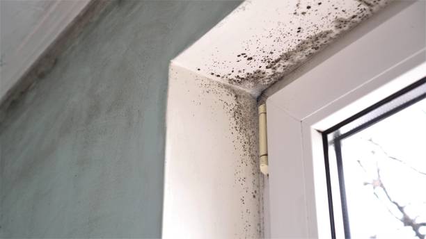 Best Toxic Mold Removal  in Humboldt Hill, CA