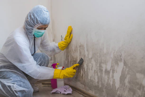 Best Same-Day Mold Removal  in Humboldt Hill, CA