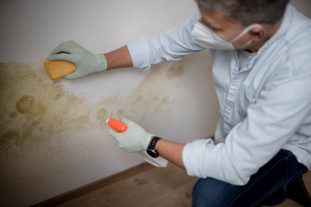 Best Attic Mold Removal  in Humboldt Hill, CA