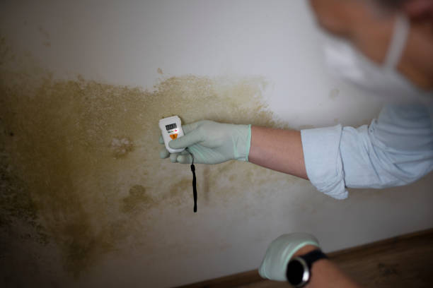 Best Toxic Mold Removal  in Humboldt Hill, CA