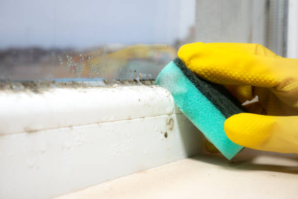 Best Mold Cleaning Services  in Humboldt Hill, CA