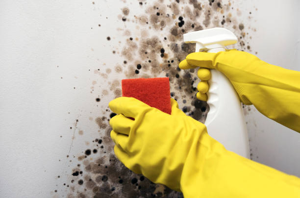 Best Black Mold Removal  in Humboldt Hill, CA