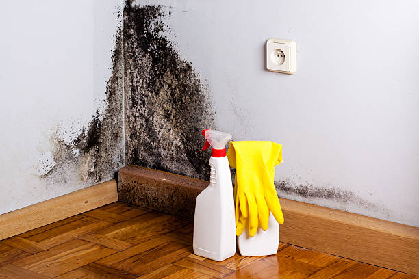 Best Mold Testing and Removal  in Humboldt Hill, CA