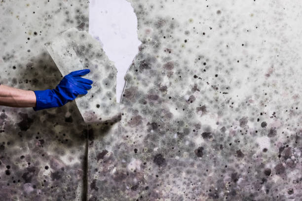 Best Certified Mold Removal  in Humboldt Hill, CA
