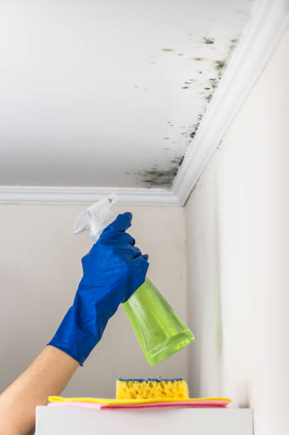 Best Mold Testing  in Humboldt Hill, CA