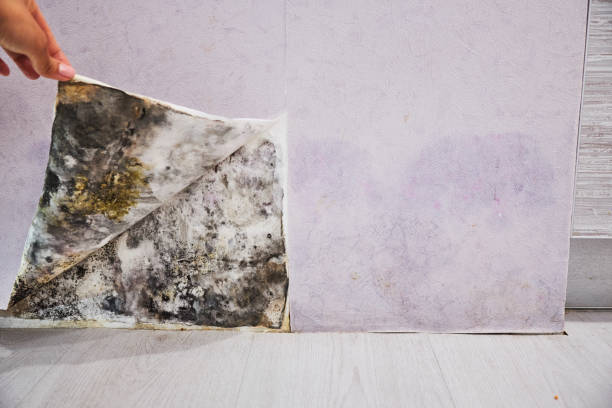 Best Office Mold Removal Services  in Humboldt Hill, CA